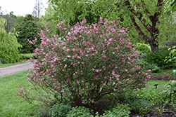 Fairytale Tinkerbelle Lilac (Syringa 'Bailbelle') at Glasshouse Nursery