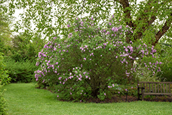 Persian Lilac (Syringa x persica) at Glasshouse Nursery