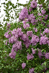 Persian Lilac (Syringa x persica) at Glasshouse Nursery