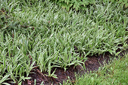Variegated Broadleaf Sedge (Carex siderosticha 'Variegata') at Glasshouse Nursery