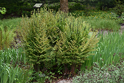 Royal Fern (Osmunda regalis) at Glasshouse Nursery