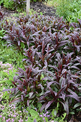 Dark Towers Beard Tongue (Penstemon 'Dark Towers') at Glasshouse Nursery