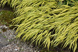 Golden Variegated Hakone Grass (Hakonechloa macra 'Aureola') at Glasshouse Nursery