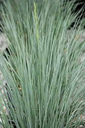 Sapphire Blue Oat Grass (Helictotrichon sempervirens 'Sapphire') at Glasshouse Nursery