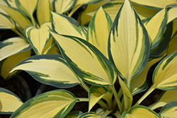 Remember Me Hosta (Hosta 'Remember Me') at Glasshouse Nursery