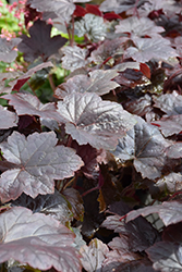 Blackout Coral Bells (Heuchera 'Blackout') at Glasshouse Nursery