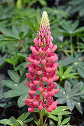 Popsicle Pink Lupine (Lupinus 'Popsicle Pink') at Glasshouse Nursery