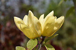Yellow Bird Magnolia (Magnolia 'Yellow Bird') at Glasshouse Nursery