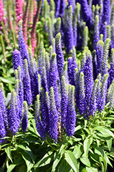 Royal Candles Speedwell (Veronica spicata 'Royal Candles') at Glasshouse Nursery