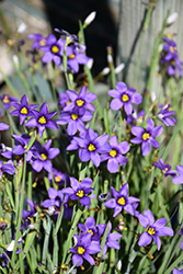 Lucerne Blue-Eyed Grass (Sisyrinchium angustifolium 'Lucerne') at Glasshouse Nursery
