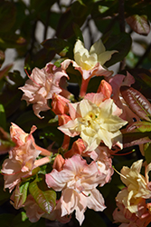 Cannon's Double Azalea (Rhododendron 'Cannon's Double') at Glasshouse Nursery