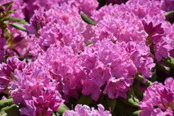 Roseum Elegans Rhododendron (Rhododendron catawbiense 'Roseum Elegans') at Glasshouse Nursery