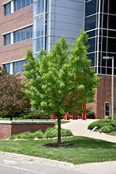 Autumn Gold Ginkgo (Ginkgo biloba 'Autumn Gold') at Glasshouse Nursery