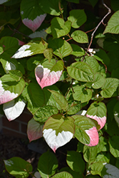 Arctic Beauty Kiwi (Actinidia kolomikta 'Arctic Beauty') at Glasshouse Nursery