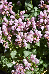 Pink Pewter Spotted Dead Nettle (Lamium maculatum 'Pink Pewter') at Glasshouse Nursery