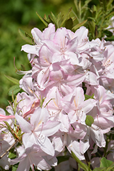 White Lights Azalea (Rhododendron 'White Lights') at Glasshouse Nursery