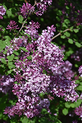 Red Pixie Lilac (Syringa 'Red Pixie') at Glasshouse Nursery