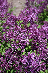 Bloomerang Dark Purple Lilac (Syringa 'SMSJBP7') at Glasshouse Nursery