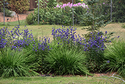Common Monkshood (Aconitum napellus) at Glasshouse Nursery