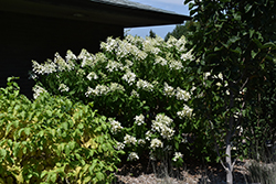 Chantilly Lace Hydrangea (Hydrangea paniculata 'Chantilly Lace') at Glasshouse Nursery