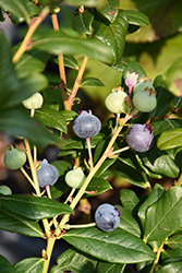 Perpetua Blueberry (Vaccinium 'ORUS-61-1') at Glasshouse Nursery