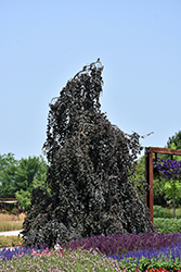 Purple Fountain Beech (Fagus sylvatica 'Purple Fountain') at Glasshouse Nursery