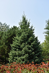 Black Hills Spruce (Picea glauca var. densata) at Glasshouse Nursery