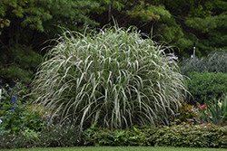 Cosmopolitan Maiden Grass (Miscanthus sinensis 'Cosmopolitan') at Glasshouse Nursery