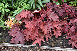 Fun and Games Red Rover Foamy Bells (Heucherella 'Red Rover') at Glasshouse Nursery