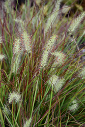 Burgundy Bunny Dwarf Fountain Grass (Pennisetum alopecuroides 'Burgundy Bunny') at Glasshouse Nursery