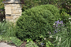 Green Gem Boxwood (Buxus 'Green Gem') at Glasshouse Nursery