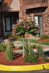 Quick Fire Hydrangea (tree form) (Hydrangea paniculata 'Bulk') at Glasshouse Nursery