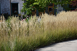 Karl Foerster Reed Grass (Calamagrostis x acutiflora 'Karl Foerster') at Glasshouse Nursery