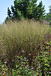 Heavy Metal Blue Switch Grass (Panicum virgatum 'Heavy Metal') at Glasshouse Nursery