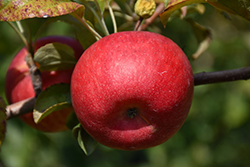 Connell Red Apple (Malus 'Connell Red') at Glasshouse Nursery