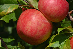 Haralson Apple (Malus 'Haralson') at Glasshouse Nursery