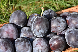 Italian Prune Plum (Prunus domestica 'Italian Prune') at Glasshouse Nursery