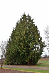Blue Nootka Cypress (Chamaecyparis nootkatensis 'Glauca') at Glasshouse Nursery