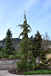 Weeping Nootka Cypress (Chamaecyparis nootkatensis 'Pendula') at Glasshouse Nursery