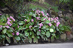 Heartleaf Bergenia (Bergenia cordifolia) at Glasshouse Nursery