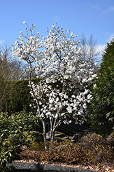 Star Magnolia (Magnolia stellata) at Glasshouse Nursery