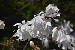 Star Magnolia (Magnolia stellata) at Glasshouse Nursery