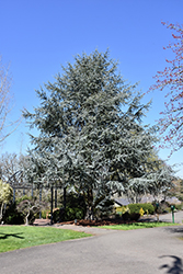 Blue Atlas Cedar (Cedrus atlantica 'Glauca') at Glasshouse Nursery