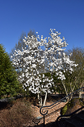 Royal Star Magnolia (Magnolia stellata 'Royal Star') at Glasshouse Nursery