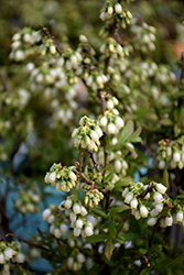 Perpetua Blueberry (Vaccinium 'ORUS-61-1') at Glasshouse Nursery