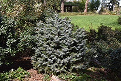 Papoose Dwarf Sitka Spruce (Picea sitchensis 'Papoose') at Glasshouse Nursery