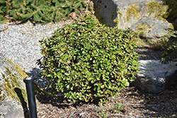 Little Rascal Meserve Holly (Ilex x meserveae 'Mondo') at Glasshouse Nursery