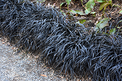 Black Mondo Grass (Ophiopogon planiscapus 'Nigrescens') at Glasshouse Nursery