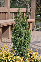 Pencil Point Juniper (Juniperus communis 'Pencil Point') at Glasshouse Nursery