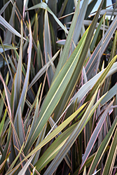 Sundowner New Zealand Flax (Phormium 'Sundowner') at Glasshouse Nursery